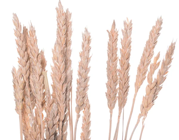 Ears of wheat or rye — Stock Photo, Image