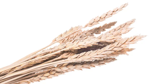 Ears of wheat or rye — Stock Photo, Image