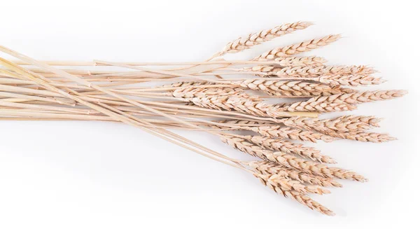 Ears of wheat or rye — Stock Photo, Image