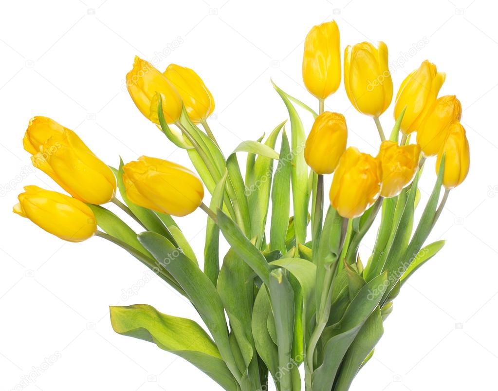 Beautiful yellow tulips