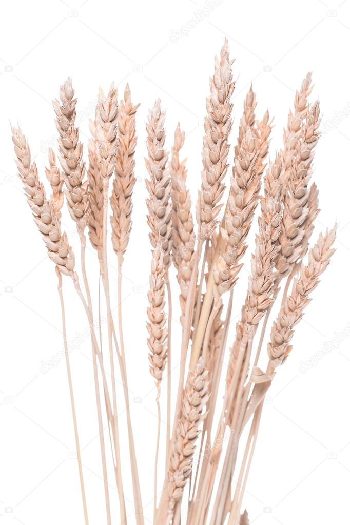 Ears of wheat or rye