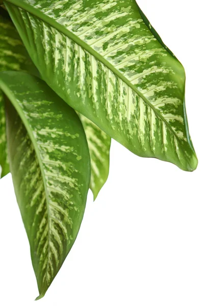 Dieffenbachia의 녹색 잎 — 스톡 사진