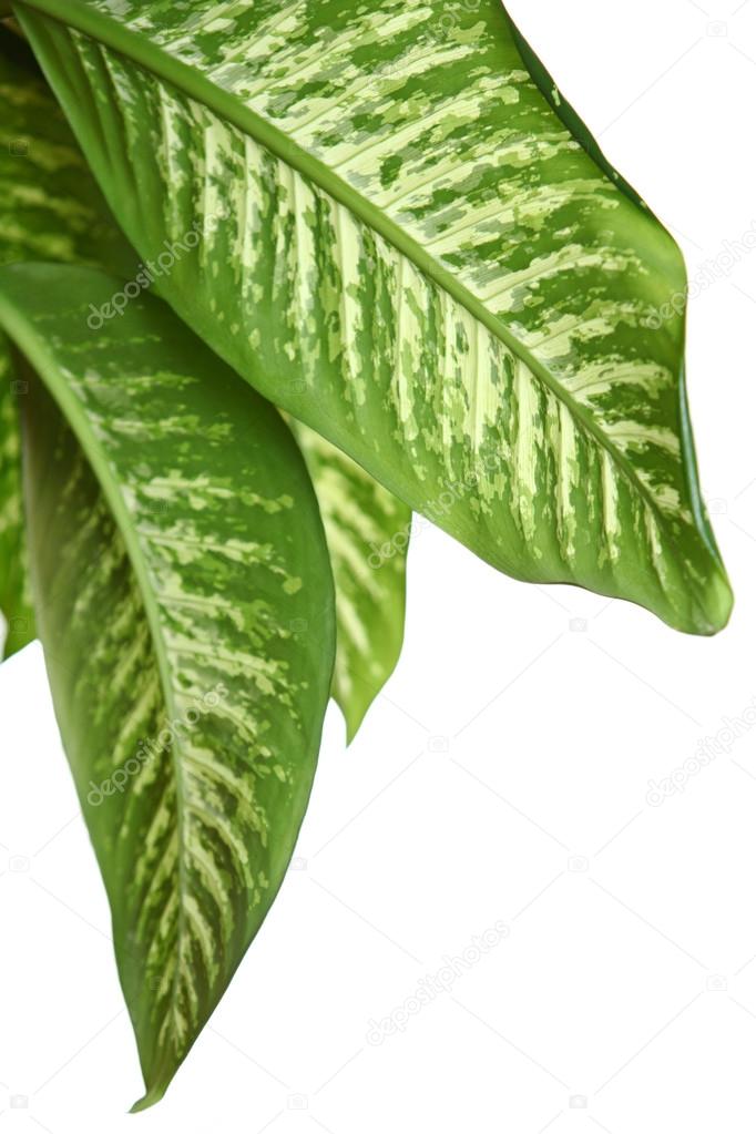 Green leaves of dieffenbachia