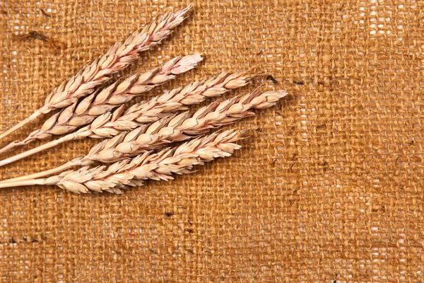 Sackcloth and wheat — Stock Photo, Image