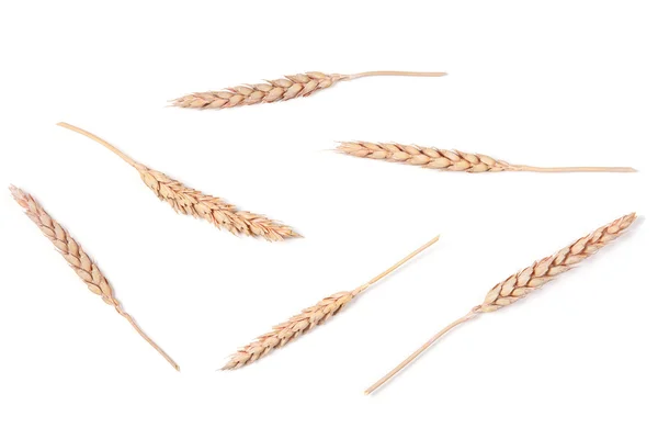 Ears of wheat — Stock Photo, Image