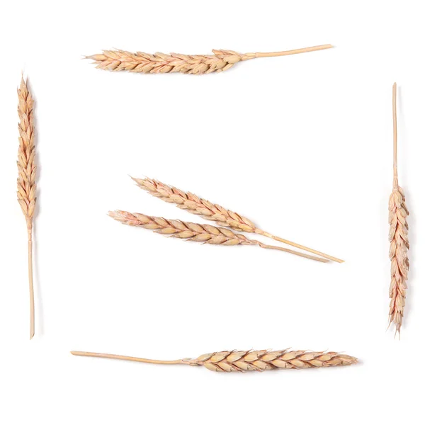 Ears of wheat — Stock Photo, Image