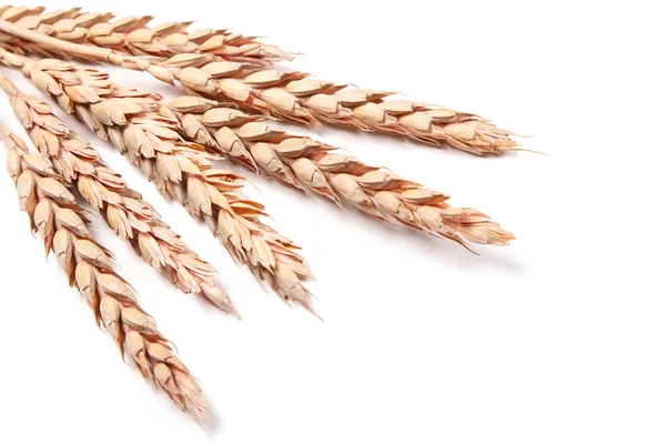 Ears of wheat — Stock Photo, Image