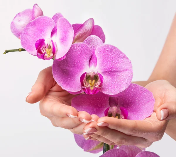 French manicure en orchideebloem — Stockfoto