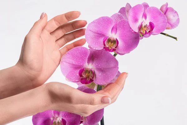 Francouzská manikúra a orchidej květina — Stock fotografie