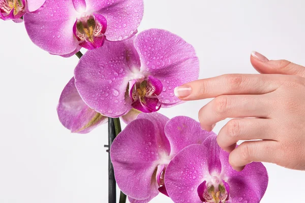 Francouzská manikúra a orchidej květina — Stock fotografie