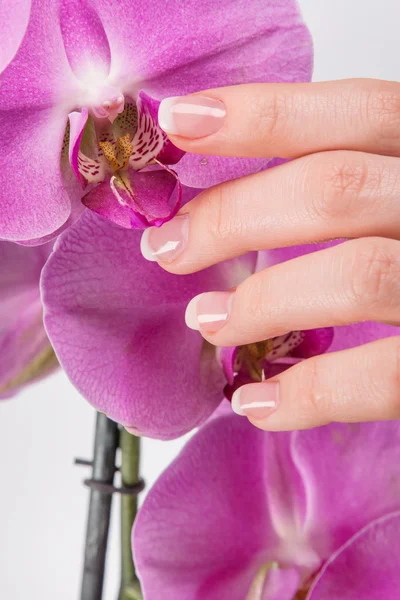 Französische Maniküre und Orchideenblume — Stockfoto