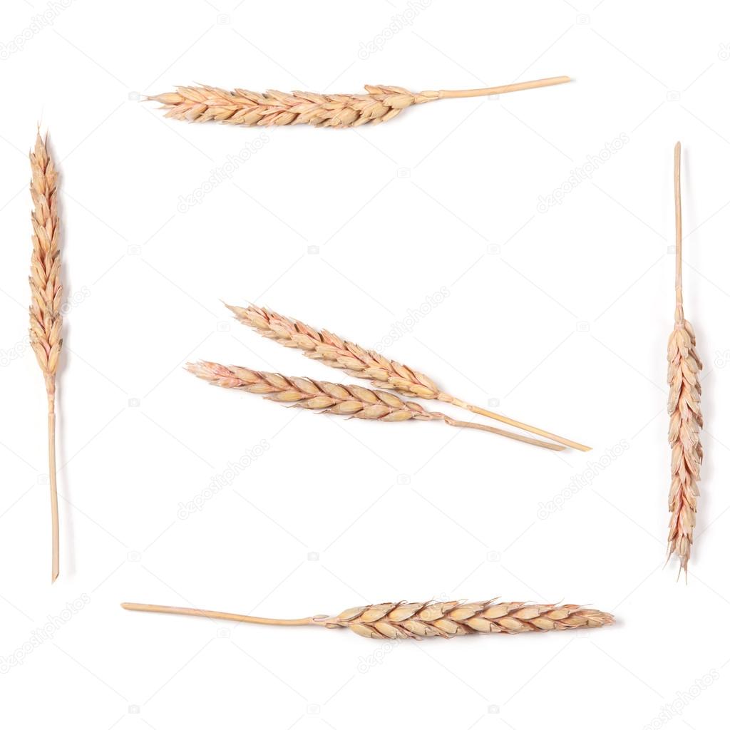 Ears of wheat