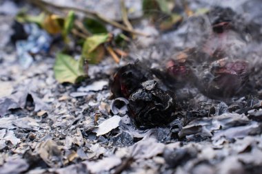 Küllerdeki Yanmış ve Yanmış Güller Kaybın ve Dönüşümün Sembolü