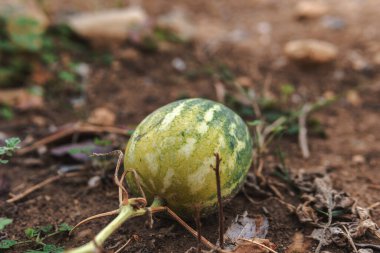 Toprakta duran karpuzun yakın çekimi, hala sarmaşığına bağlı..