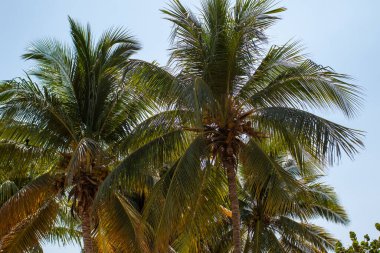 Berrak Gök Altında Tropikal Hindistan Cevizi Palmiyeleri.