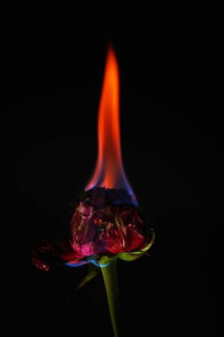 Siyah arka plan üzerine yanan kırmızı gül.