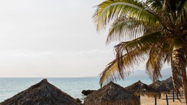Palmiye ağaçları ve Thatched şemsiyeleriyle Tropik Plaj.