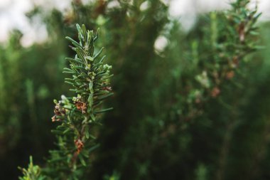 Bahçedeki Taze Biberiye Bitkilerinin Yakın Çekimi.