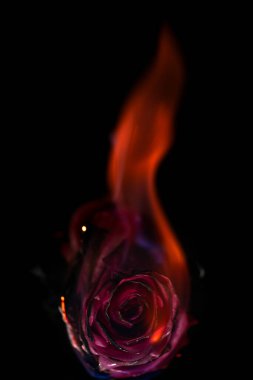 Siyah arka plan üzerine yanan kırmızı gül.