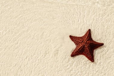 Açık Sığ Su 'da Kızıl Deniz Yıldızı.