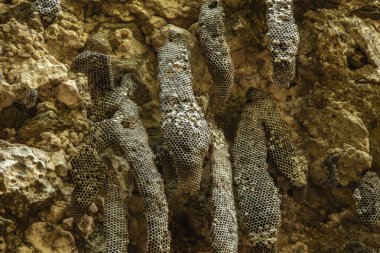 Vahşi bal petekleri engebeli bir uçurumun üstüne kurulmuş. 