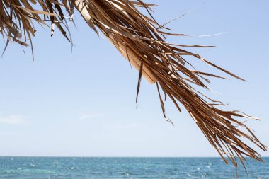 Sahilin kenarındaki sazdan yapılmış palmiye yaprakları..