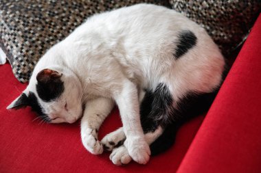 Sevimli siyah beyaz kedi, kırmızı bir kanepeye kıvrılmış, huzur içinde uyuyor..