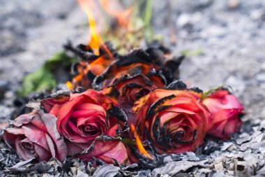 Küllerdeki Yanmış ve Yanmış Güller Kaybın ve Dönüşümün Sembolü