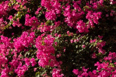 Pembe bougainvillea çiçekleri yemyeşil yapraklarla dolup taşıyor..