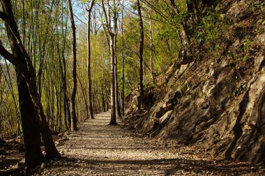 Orman Patikası Bambu ve Rocky Arazisiyle Sıralanmış.