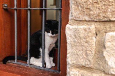  Siyah ve Beyaz Kedi Pencere Arkasında Oturuyor.