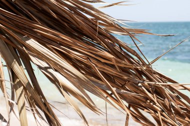 Sahilin kenarındaki sazdan yapılmış palmiye yaprakları..
