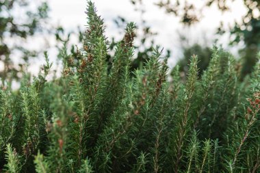 Bahçedeki Taze Biberiye Bitkilerinin Yakın Çekimi.