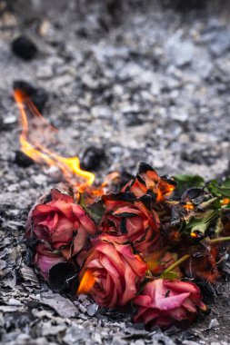 Küllerdeki Yanmış ve Yanmış Güller Kaybın ve Dönüşümün Sembolü