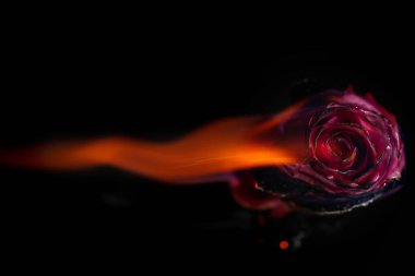 Siyah arka plan üzerine yanan kırmızı gül.