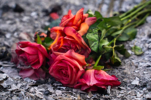 Küllerdeki Yanmış ve Yanmış Güller Kaybın ve Dönüşümün Sembolü