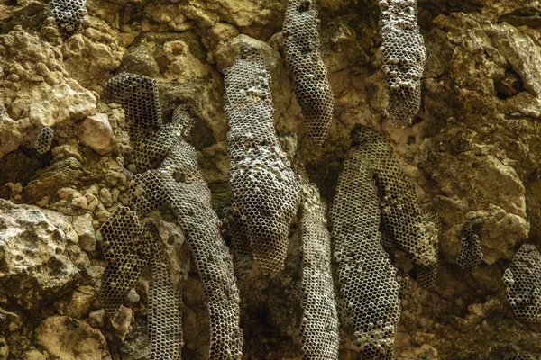 Vahşi bal petekleri engebeli bir uçurumun üstüne kurulmuş. 