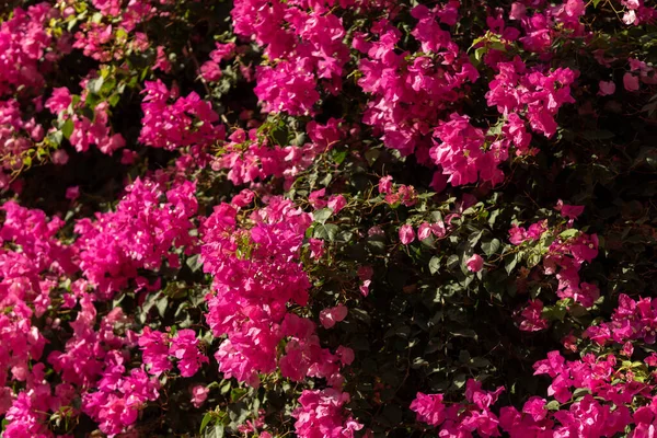 Pembe bougainvillea çiçekleri yemyeşil yapraklarla dolup taşıyor..