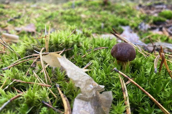 Cogumelo Com Chapéu Marrom Cresce Meio Musgo Verde Floresta Natureza — Fotografia de Stock