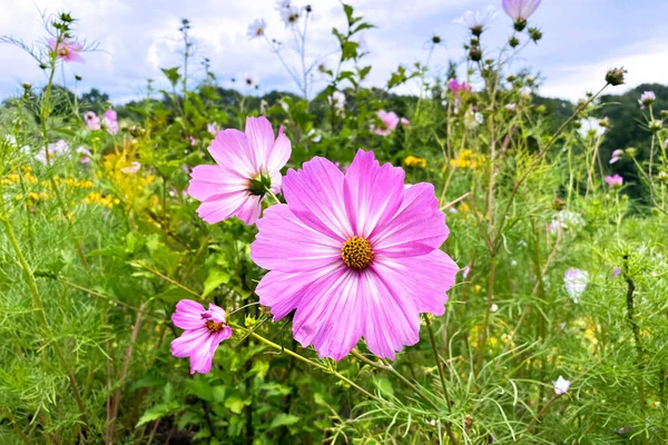 Campo Fiore Rosa Fiore Selvatico Nel Prato Estate Soleggiata Primavera — Foto Stock