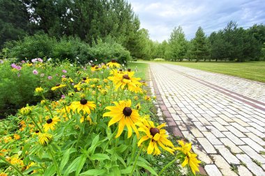 Baharda, güneşli parkta, Echinacea çiçekleri, yakın plan. Bitkisel ilaçlar için sarı çiçekler. Parlak çayır.