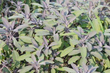 Sebze bahçesinde adaçayı yaprakları yetişir. Daha fazla kullanmak için baharat yetiştiriyorum..