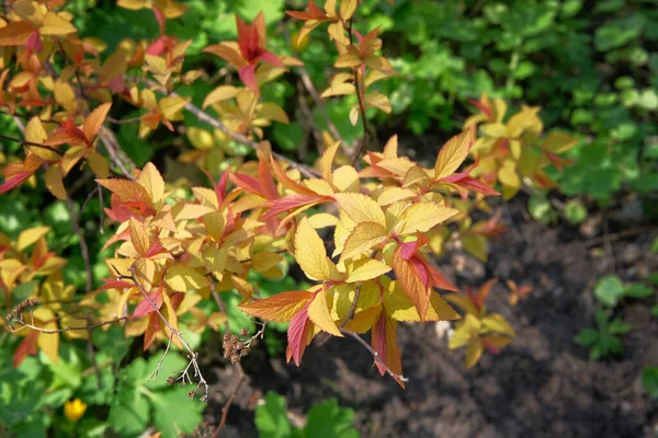 ゴールデンカーペット 黄色の葉植物の詳細 黄色の葉の落葉低木で閉じます 明るい自然オレンジの背景 — ストック写真