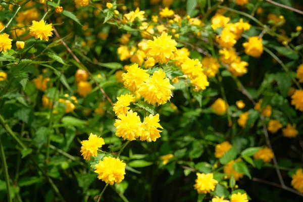 Kerria Japonica Pleniflora Λεπτομέρειες Από Ένα Κίτρινο Ανθοφόρο Φυτό Κοντινό — Φωτογραφία Αρχείου