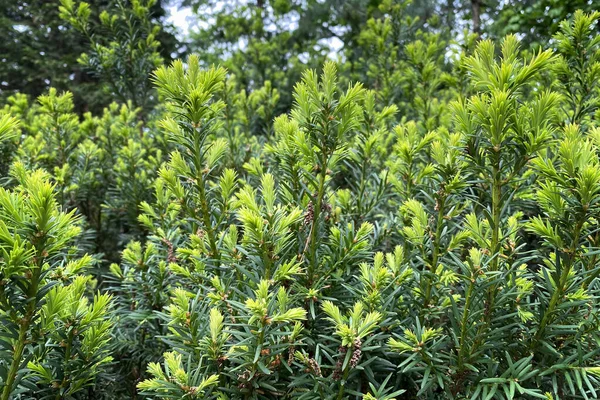 Jonge Groene Takken Van Boxwood Park Close Voorjaar Natuur Achtergrond — Stockfoto