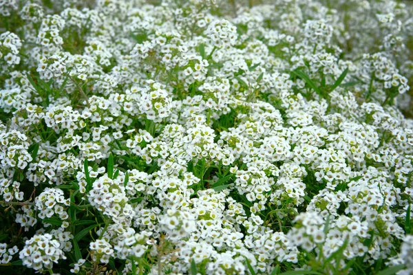 Alyssum Bloemen Lobularia Maritima Bloemen Sluiten Bloemenpatroon Het Weiland Lente — Stockfoto