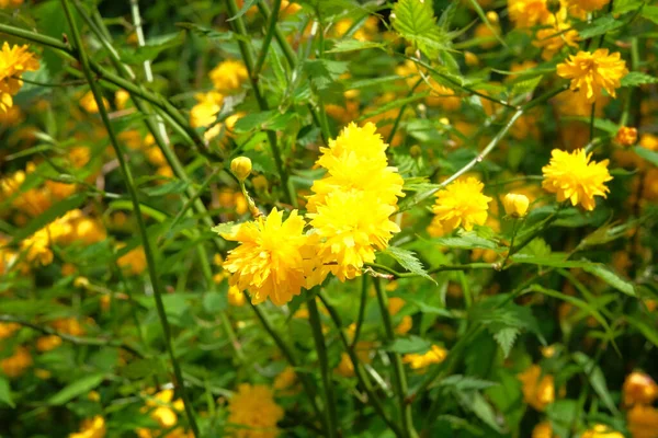 Branche Avec Des Fleurs Jaunes Orange Sur Fond Sombre Clomposition — Photo