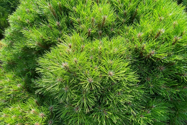 Jardinage Aménagement Paysager Avec Des Arbres Des Plantes Décoratifs Verts — Photo