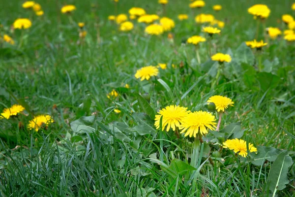 Żółty Mniszek Lekarski Zielonej Łące Latem Letni Krajobraz Lesie Kwiaty — Zdjęcie stockowe