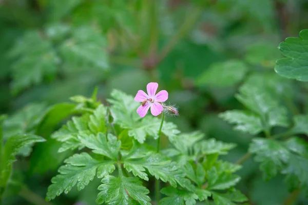 Rosa Ljusa Blommor Suddig Grön Bakgrund Närbild Vacker Violett Blommande — Stockfoto